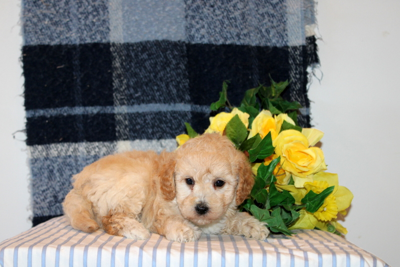puppy, for, sale, Mini Goldendoodle F1B, Matthew B. Stoltzfus, dog, breeder, Gap, PA, dog-breeder, puppy-for-sale, forsale, nearby, find, puppyfind, locator, puppylocator, aca
